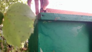 НУКЛЕУС С РОЕВОЙ НЕПЛОДНОЙ МАТКОЙ-нуклеус на стандартную рамку