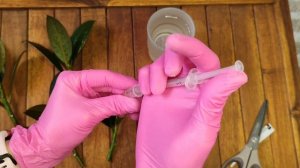 как размножить фикус каучуконосный. фикус Мелани