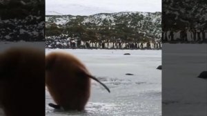 Приколы с котиками. Котики #62