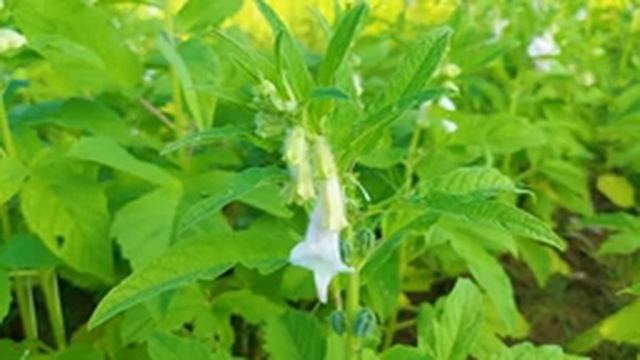 Эту музыку можно слушать вечно! ? Музыка для глубокого сна и расслабления для души смотреть онлайн