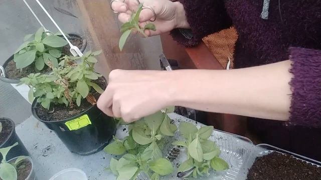 Черенкование петунии.