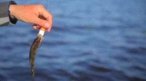 МЕГА окунь на ИГРУШЕЧНУЮ микро удочку!