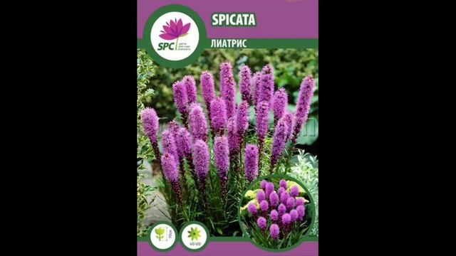 #Мелколуковичные2 #Цветы для сада и бизнеса от Ольги Шевчук смотреть онлайн