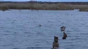 ОХОТА НА УТКУ С ПОДСАДНЫМИ В НОЯБРЕ! ОТЛИЧНО, ЗАКРЫЛИСЬ!!!СЕЗОН ОХОТЫ НА УТКУ 2022 ЗАВЕРШЕН!!!