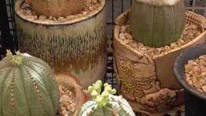 Euphorbia obesa flowers | How to tell a girl from a boy