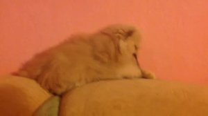 Персидский  кремовый  котёнок экстремал