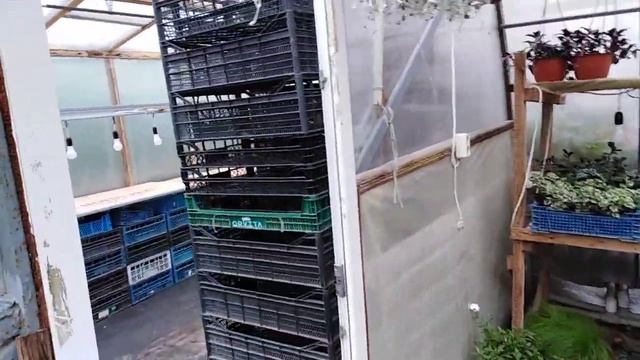 Есть растения на продажу Осень 2021 г! смотреть онлайн