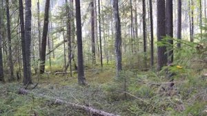 Ходовая охота с ночевкой. Поход 28 км.  Двое в лесах .