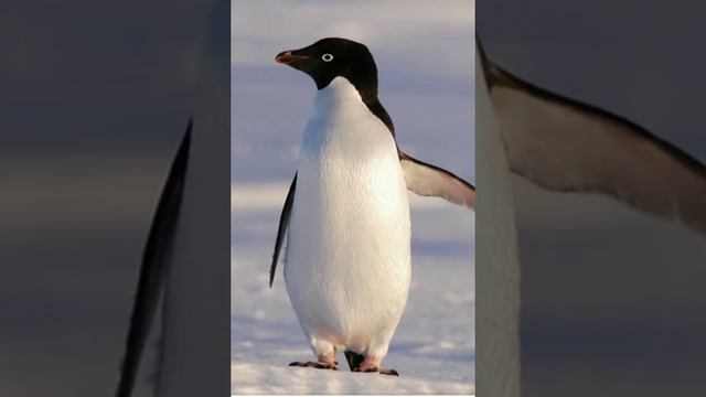 Фото пингвинов .