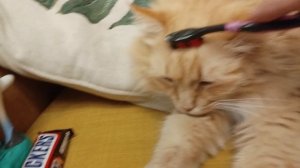 НЮША кайфует ;)) Зубная щетка и котёнок