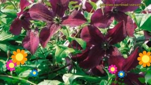 Клематис гибридный Черный Принц (блэк принц). Краткий обзор, описание clematis Black Prince