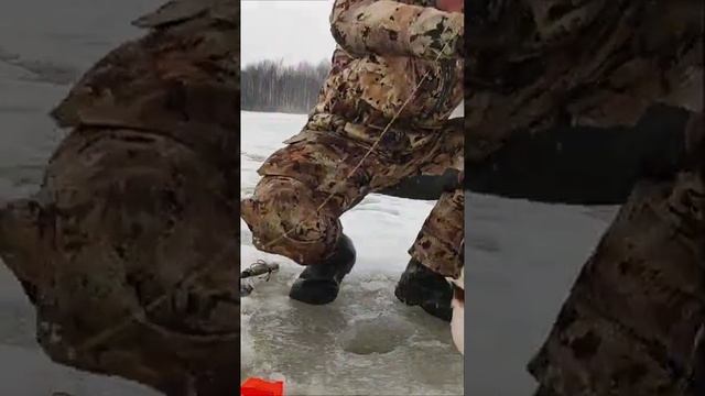 Щука боец- а рыбак МОЛОДЕЦ! #shorts