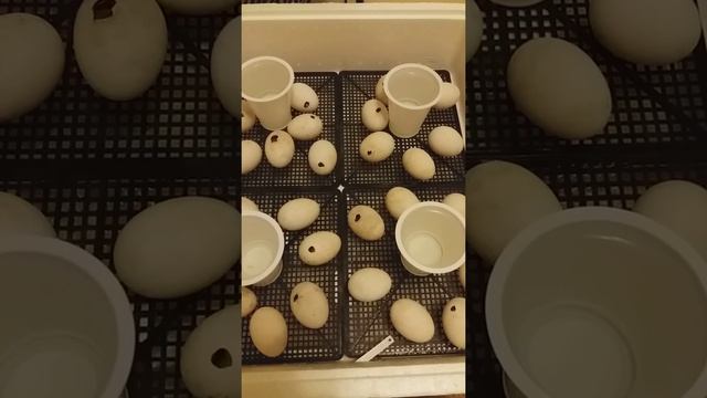 Индоутки. 10-я часть. 33-й день инкубации индоутиных яиц. смотреть онлайн