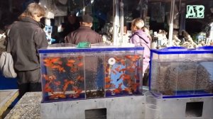 ПТИЧИЙ РЫНОК ХАРЬКОВ УКРАИНА 2018! ЦЕНЫ НА РЫБОК, ТЕЛЕФОНЫ ПРОДАВЦОВ! 1 ЧАСТЬ.