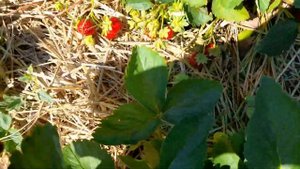 Клубника Бьюти, Ания, Кантус, Ксанте, Мурано...