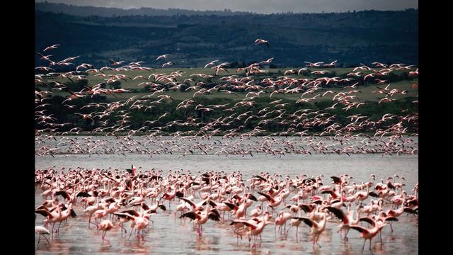 Africa, Cradle of Our Life - eyoo ira akoth kiyar смотреть онлайн