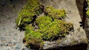 КОМПОНТЕНТЫ СУБСТРАТА, ГРУНТА ДЛЯ ОРХИДЕЙ! КОРА, МОХ, TREE FERN (ТРИФЕРН), ЧИПСЫ, СЕРАМИС, ЦЕОФЛОРА