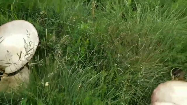 КРЫМ-2021. ЯЛТА, АЙ-ПЕТРИ СЕГОДНЯ. НА АЙ-ПЕТРИ МОРЕ ШАМПИНЬОНОВ. CRIMEA TODAY, YALTA TODAY. смотреть онлайн