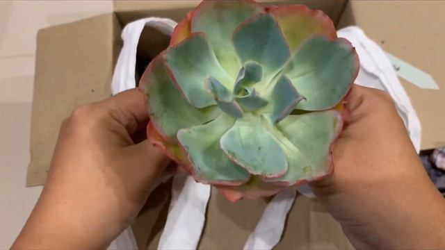 [ Rookie P ] EP14 Unbox : กุหลาบหินพรีออเดอร์จาก Kiddee Cactus & Succulent смотреть онлайн