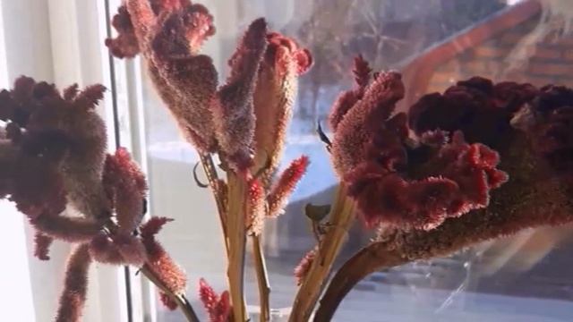 Сухоцветы из целозии Воспоминание о лете смотреть онлайн