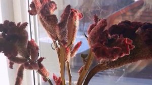 Сухоцветы из целозии  Воспоминание о лете