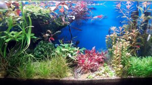 Аквариум-травник. Растения, рыбки.