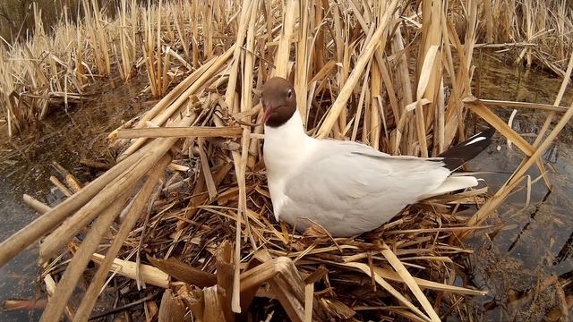 Чайка озерная ГНЕЗДА у пл Марк SJ 150504 Гнездо в воде смотреть онлайн