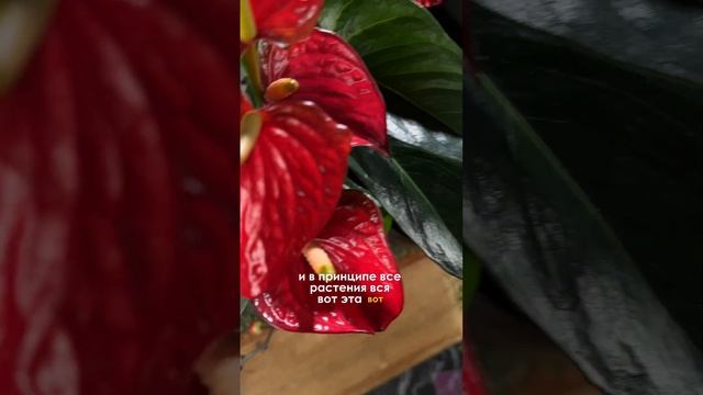 Новогодняя композиция с горшечными растениями смотреть онлайн