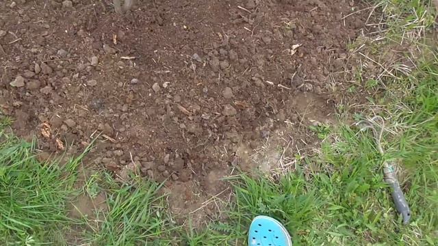 Посадка Бархатцев в грунт / Эксперимент на нашей даче / Влог смотреть онлайн