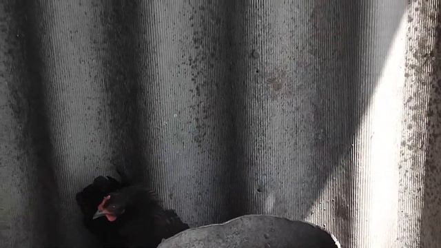 Кукарекает черный петух из Нижней Покровки. смотреть онлайн