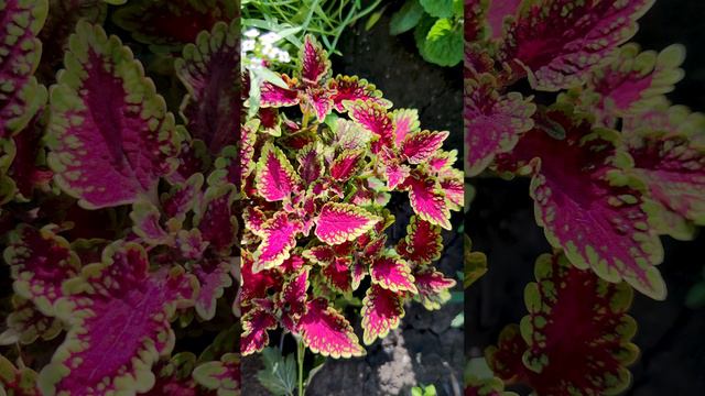 Колеус (Coleus).🍁