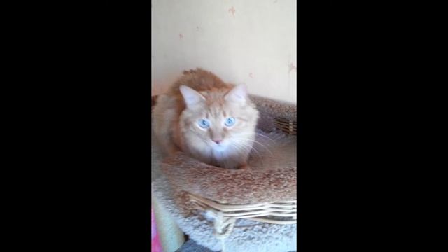 Использование SD видео в HD проекте. смотреть онлайн