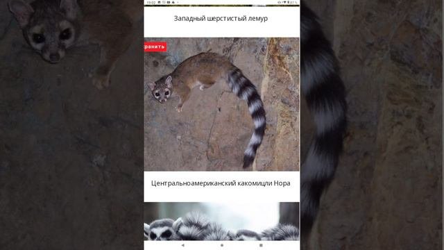 И снова ПОЛОСАТЫЕ ХВОСТАТЫЕ...