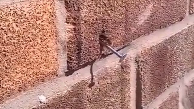 Пчела вытаскивает гвоздь из стены смотреть онлайн