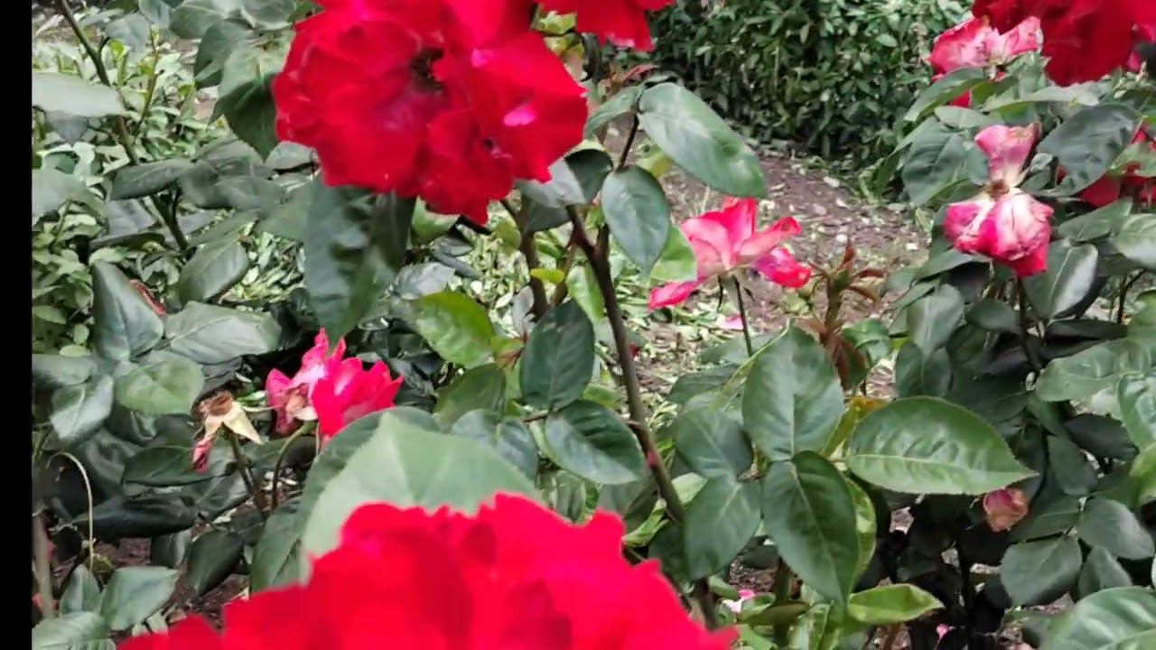 Великолепные розы расцвели в Пятигорске. Июнь 2022 смотреть онлайн