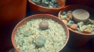 Лучший вариант подсветки? LED прожектор для суккулентов