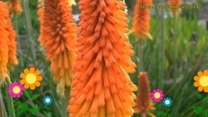 Книфофия ягодная Альказар. Краткий обзор, описание характеристик kniphofia uvaria Alcazar