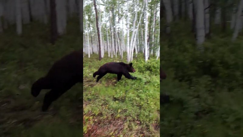 Медвежьи гонки. #bear