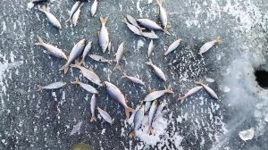 ЗИМНЯЯ ПЛОТВА! ВТОРОЙ, ПЕРВЫЙ ЛЁД! РЫБАЛКА 2023-24!!!