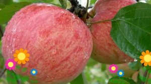 Яблоня домашняя Коричное полосатое. Краткий обзор, описание характеристик, где купить саженцы