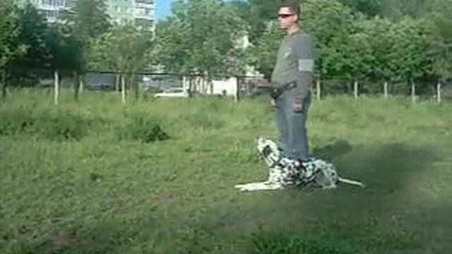 06 06 2011 Далматин Бой 2