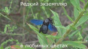 Спасаем Большого фиолетового шмеля плотника, занесенного в красную книгу России и Украины