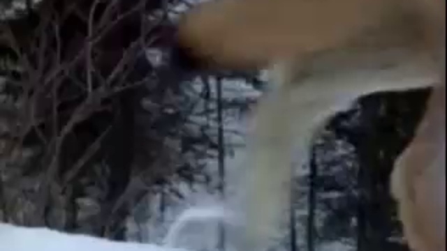 Ultima Thule - Song of Wolves смотреть онлайн