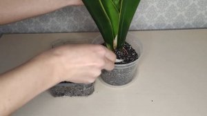 Сансевиерия Даймонд Флейм(Diamond Flame). Новинка в моей коллекции. Описание сорта, посадка в грунт