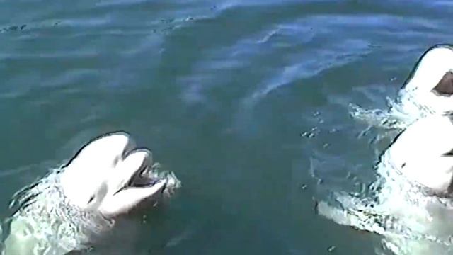 Белый кит Белуха семейство дельфиновых смотреть онлайн