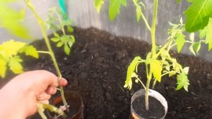 Как правильно высадить рассаду томатов в теплицу.