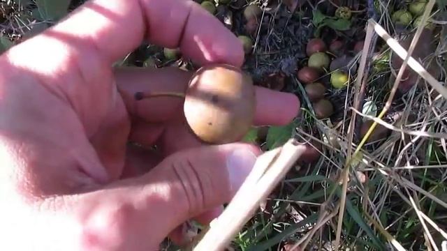 Дичка груша - удачная находка смотреть онлайн