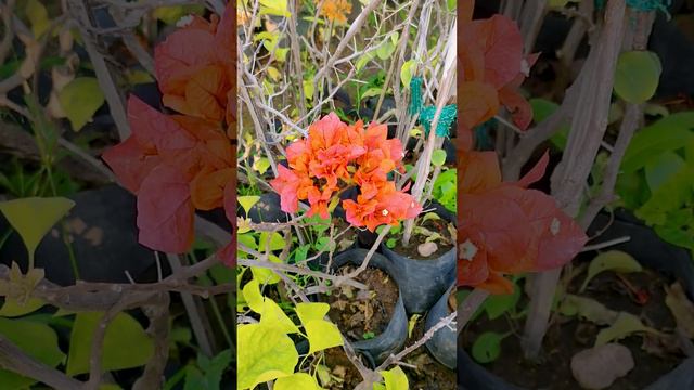 ORANGE BOUGAINVILLEA #plants #colourfull #onlinesales #wholesales #facts #english #tamil #msprose