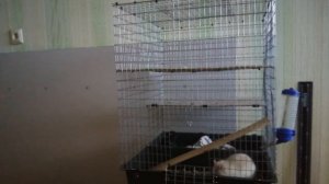 Клетка для грызунов своими руками...