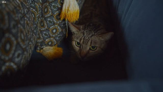 Настрой на день. Аффирмация дня. Сила мысли. Подпитка позитивом. Практика благодарности